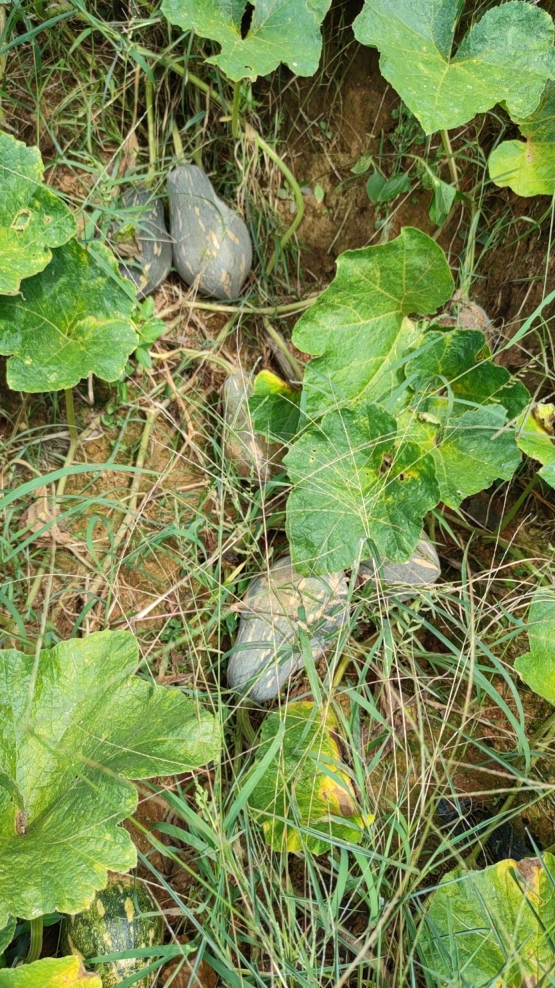 香芋南瓜单个3斤左右