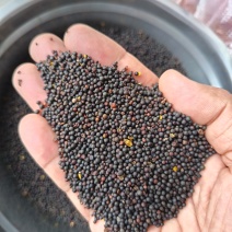 菜籽油菜籽