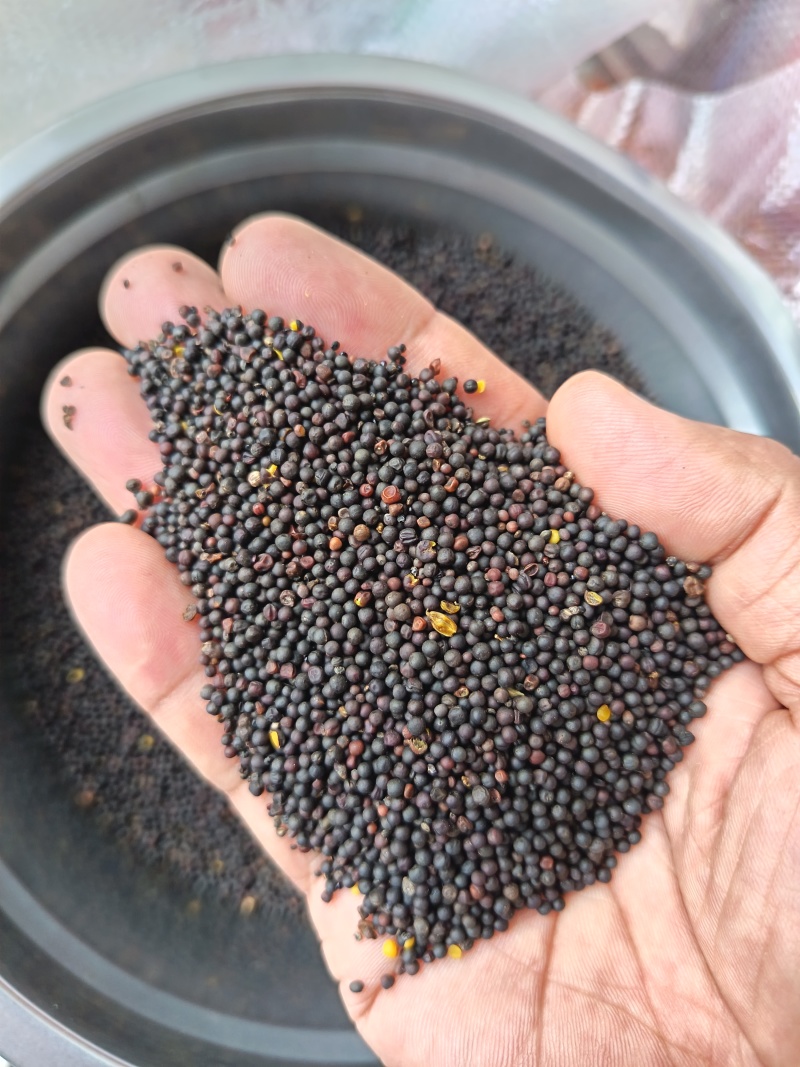 菜籽油菜籽