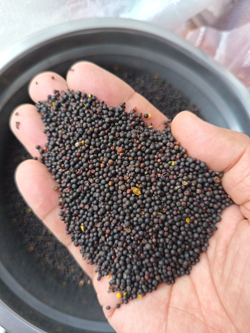 菜籽油菜籽
