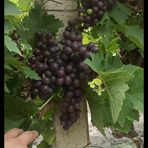 玫瑰香套袋无籽