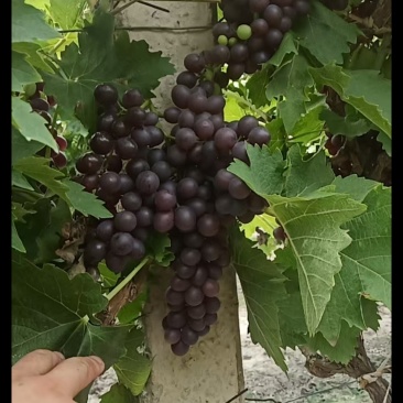 玫瑰香套袋无籽