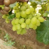 张辉的一亩田店铺
