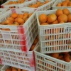 袁爱英的一亩田店铺