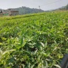 袁敏茹的一亩田店铺