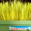 白金童的一亩田店铺