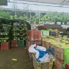 上海农产品批发市场的一亩田店铺