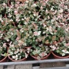 孔令坤的一亩田店铺