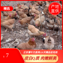 文昌鸡，海南椰鸡160天精品走地鸡，一手货源，视频。