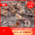 文昌鸡，海南椰鸡160天精品走地鸡，一手货源，视频看货。