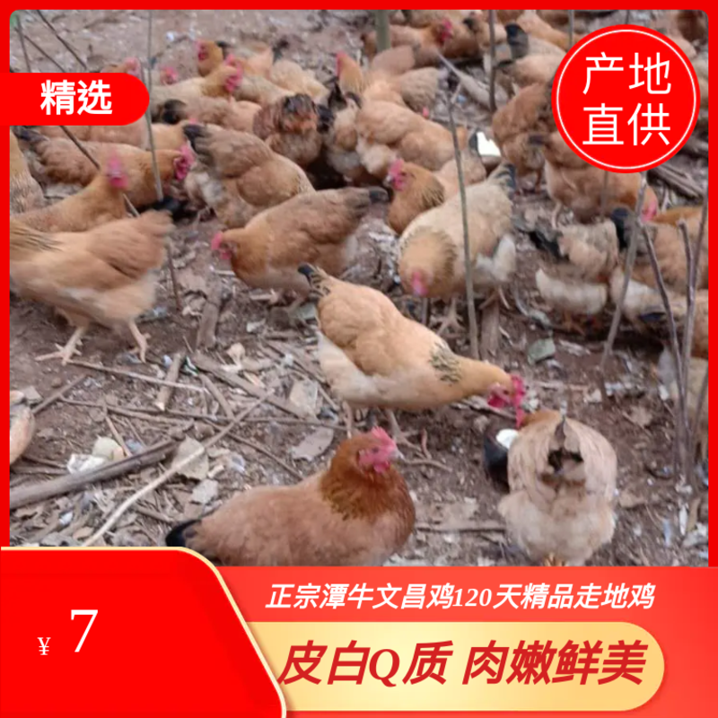 文昌鸡，海南椰鸡160天精品走地鸡，一手货源，视频看货。