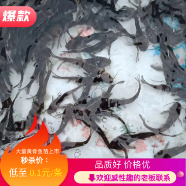 【优质鱼苗】黄骨鱼苗淡水黄骨鱼苗黄辣丁鱼苗产地直销