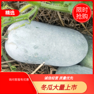 冬瓜水果冬瓜圆冬瓜开封冬瓜大量现货