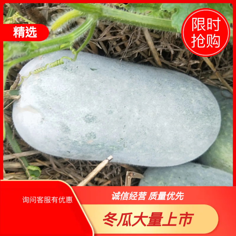 冬瓜水果冬瓜圆冬瓜开封冬瓜大量现货