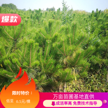 【苗圃直供】各种油松苗，营养杯苗，无纺布袋苗，占地苗