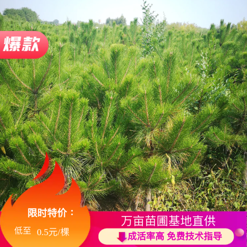 【苗圃直供】各种油松苗，营养杯苗，无纺布袋苗，占地苗