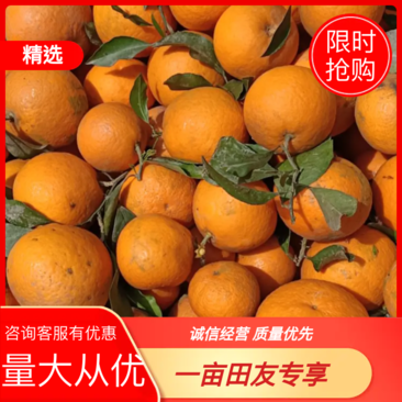 青见柑橘四川资中优质青见柑橘量大从优质量保障