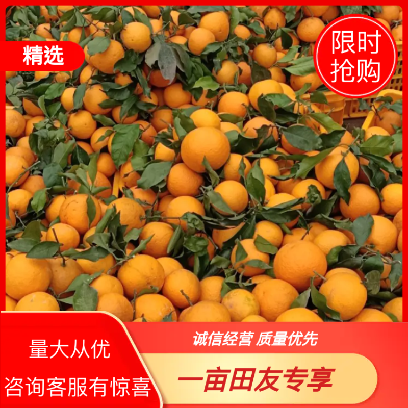 青见柑橘四川资中优质青见柑橘量大从优质量保障