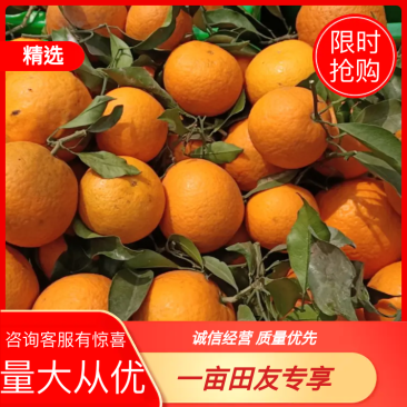 青见柑橘四川资中优质青见柑橘量大从优质量保障