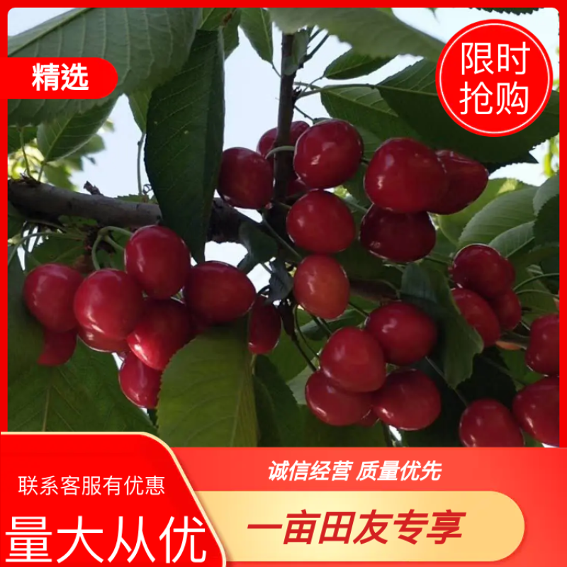 樱桃山西樱桃基地供应大量有货批发产地价格10元
