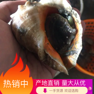 海螺小船货不包邮需要提前预定大小规格都有可代收