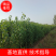 精品杜仲苗山东杜仲苗产地直销