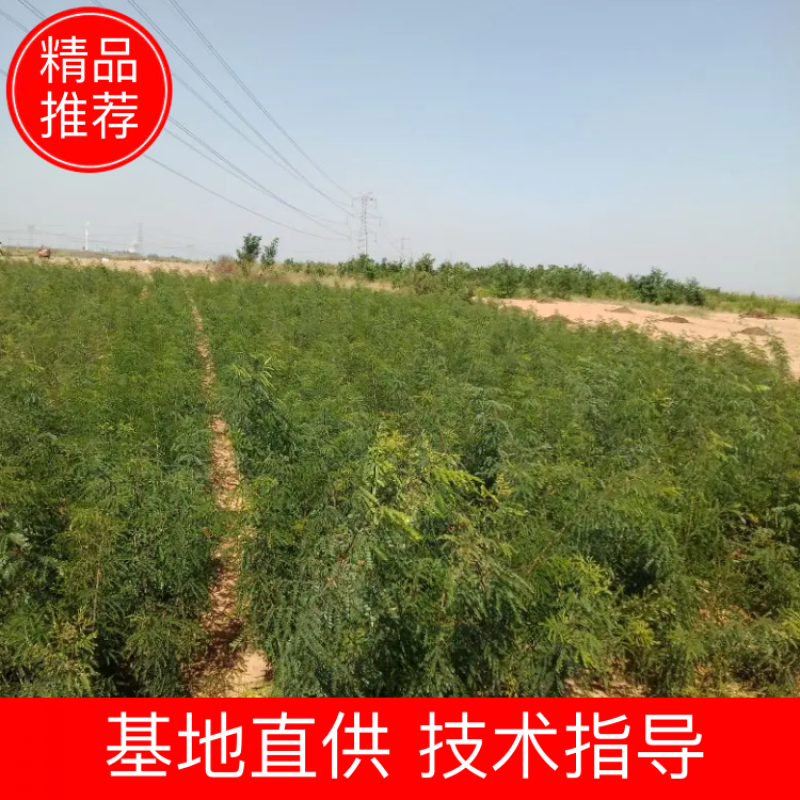 皂角树苗（葯用价格高，也可作绿化）