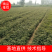 大红袍花椒苗，无刺花椒苗