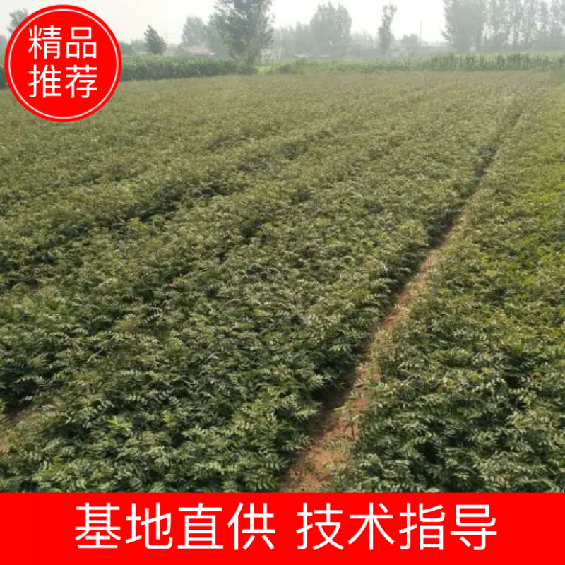 大红袍花椒苗，无刺花椒苗