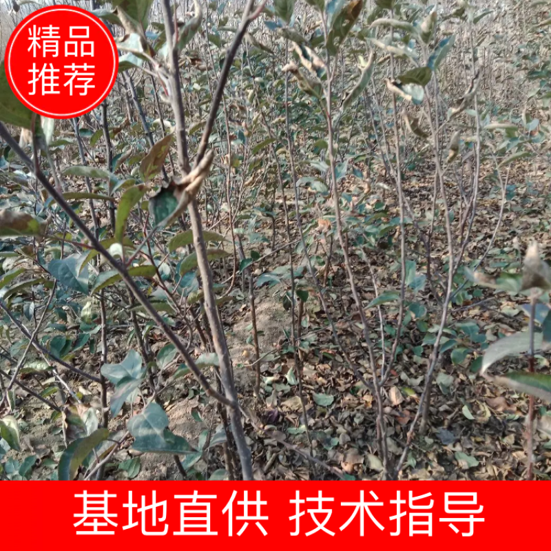 苹果树苗各种成苗，苹果原生苗，海棠苗
