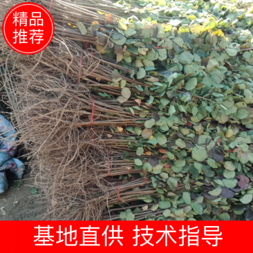 黄栌苗，根系发达，成活率很高