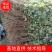 黄栌苗，根系发达，成活率很高