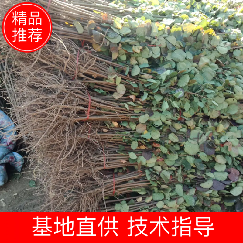黄栌苗，根系发达，成活率很高
