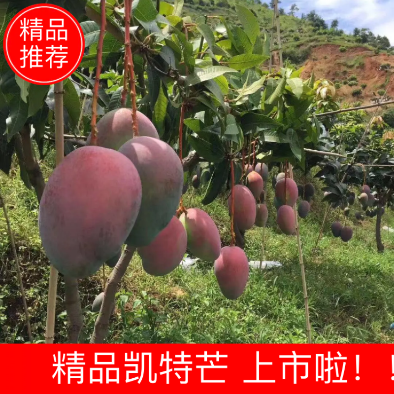 【凯特芒】大量上市，物美价廉一手货源欢迎咨询！