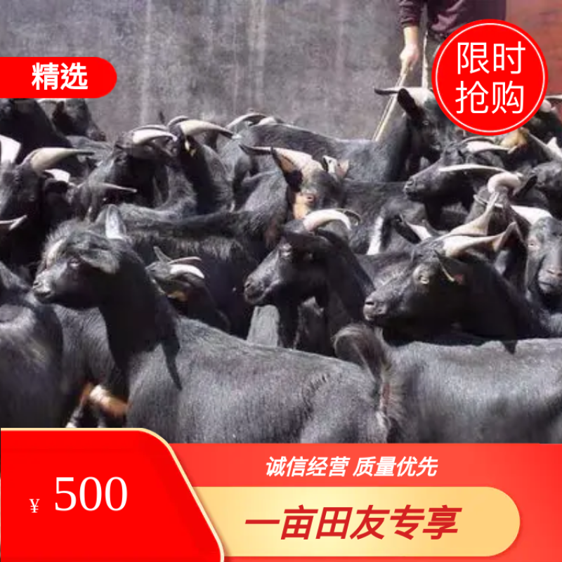 黑山羊多少钱黑山羊怀孕母羊羊羔价格买十送一有补贴