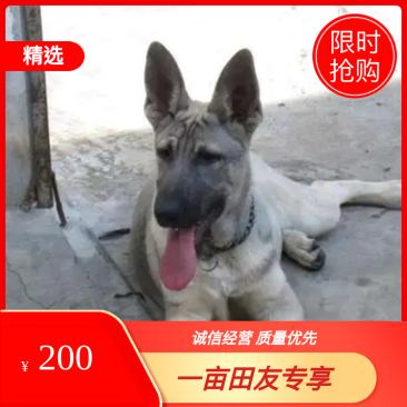 狼青犬幼犬，中华狼青犬价格，活体狼青犬免费运输