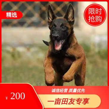 爆红马犬诚信供应商疫苗齐全视频挑选咨询送豪礼
