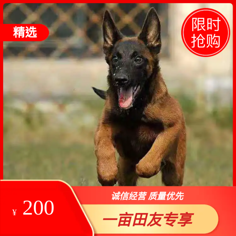 爆红马犬诚信供应商疫苗齐全视频挑选咨询送豪礼