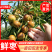 一件代发，大荔冬枣～抖音～快手～各大电商～大量现货