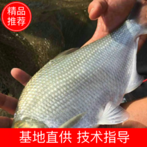 【推荐】广东鳊鱼苗渔场直供一条龙服务欢迎来电咨询
