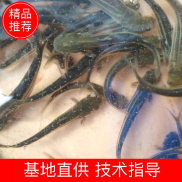 淡水巴沙鱼苗，自贡品质鱼苗养殖基地/直供