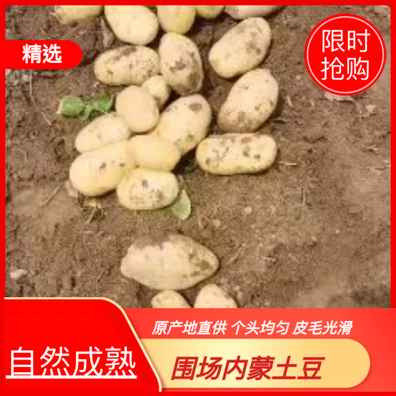 优质河北围场内蒙土豆大量供应荷兰系列大丰V7