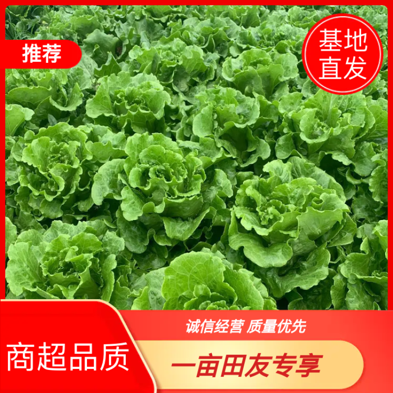 【推荐】南通一级精品生菜意大利生菜高端品质基地直供