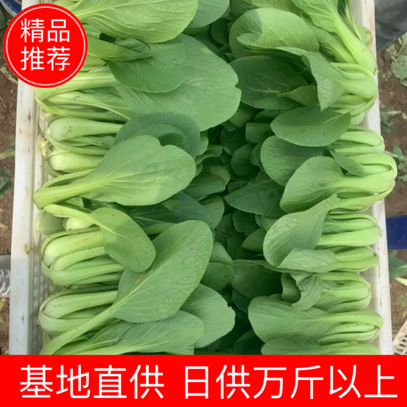 【热销】精品一级小油菜小青菜基地直销，常年供货