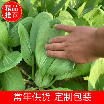【推荐】移栽大青菜常年有货上海青油菜