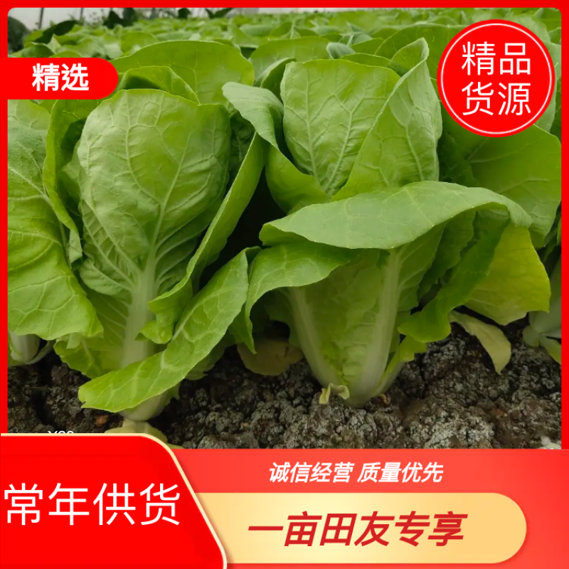 【畅销】一级小白菜毛白菜快菜常年出货基地直供
