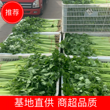 【精选】一级香芹批发大量上市商超品质基地直供