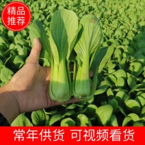 【热销】（坏菜包赔）精品小青菜油菜产地直销
