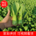 【热销】（坏菜包赔）精品小青菜油菜产地直销