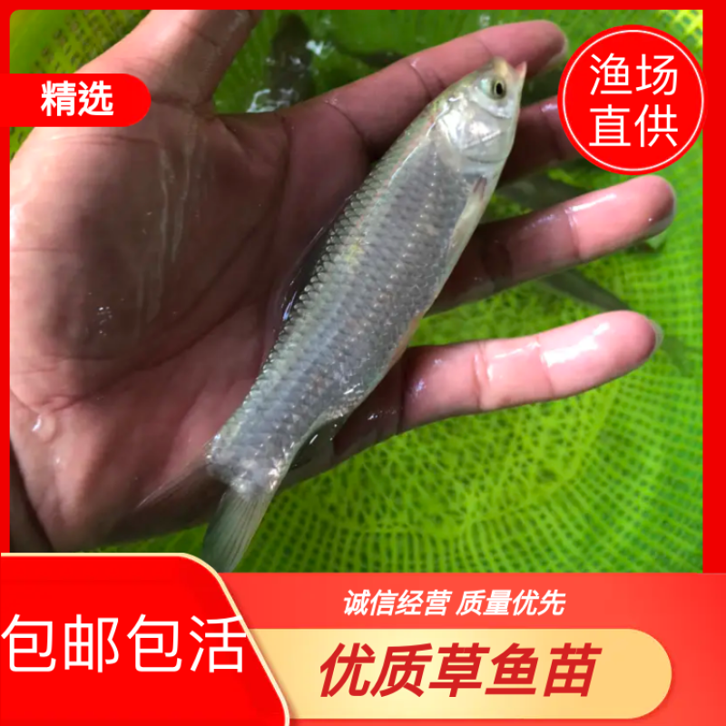 【草鱼苗】草鱼苗、打过疫苗、规格齐全、买家保障